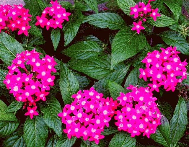 ペンタスの花　五芒星　濃いピンク　シベ（蕊）はＹ字　半透明