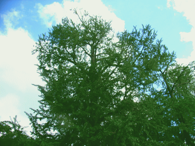 男イチョウ（♂銀杏 いちょう 公孫樹）の大きな樹