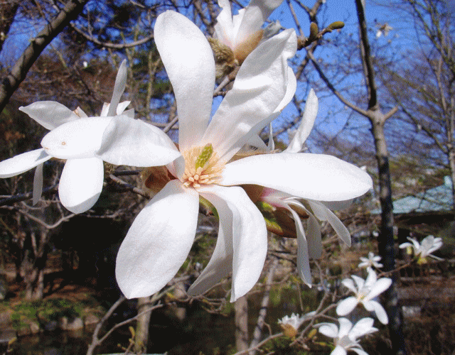 春に白い花を咲かせる、コブシ(辛夷 拳 こぶし)