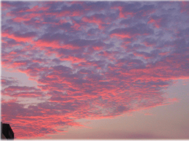 秋のうろこ雲が、多層的に夕焼けに映え、オーロラのよう。