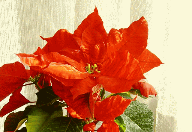 赤いポインセチアの花　　赤い包葉