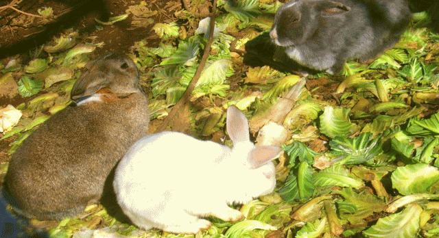 朝のキャベツを食べる、３匹のウサギ(兎)