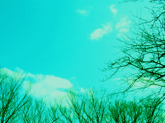 芽吹く枝と、春の空