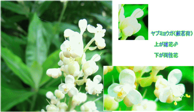 ヤブミョウガ(藪茗荷　やぶみょうが)  雄花♂　と両性花