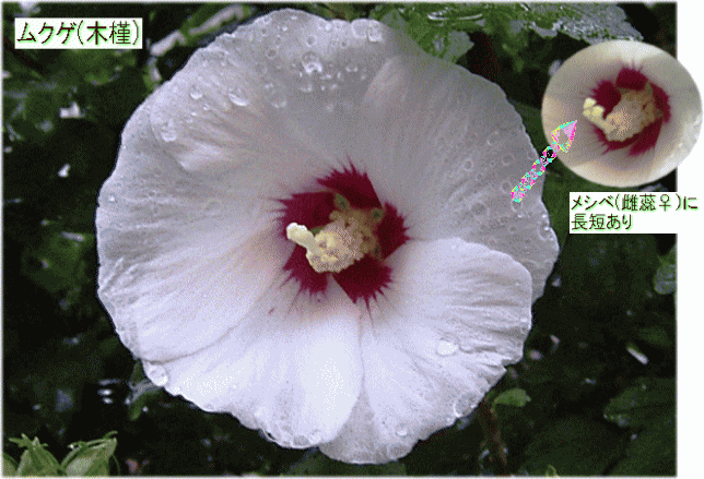 ムクゲ(木槿)　白い花　赤丸