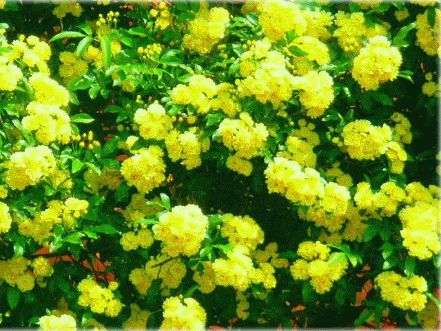 モッコウバラ（木香茨､木香薔薇 もっこうばら)　　黄色い小花が無数に咲くツルバラ(蔓薔薇)