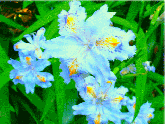 シャガ（射干、著莪、胡蝶花　しゃが）小さな菖蒲で白に青とオレンジの文目　アヤメ科アヤメ属