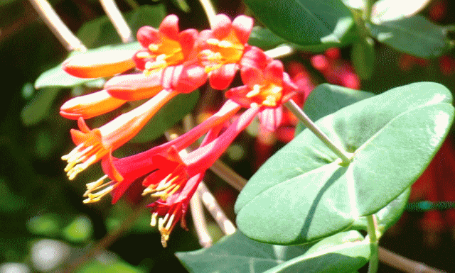 ツキヌキニンドウ(突抜忍冬　つきぬきにんどう)　葉のまん中を茎が突き抜き、赤い釣り鐘型の花が並んで咲く。ツル(蔓)で長くのびる