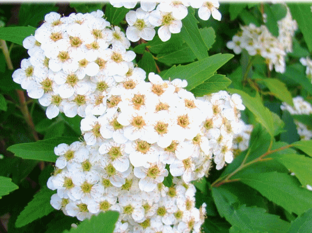 コデマリ(小手毬　こでまり) 　　白い小花の集合体