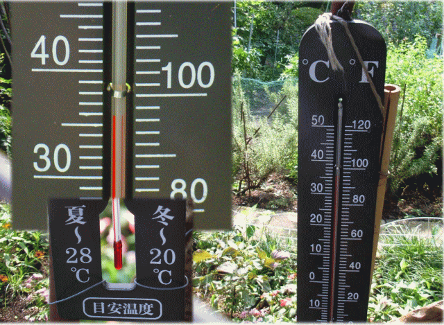36度C（摂氏）をあらわす、戸外の温度計