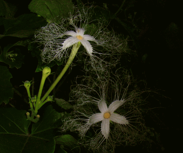 カラスウリ(烏瓜　からすうり)　つぼみと白い花