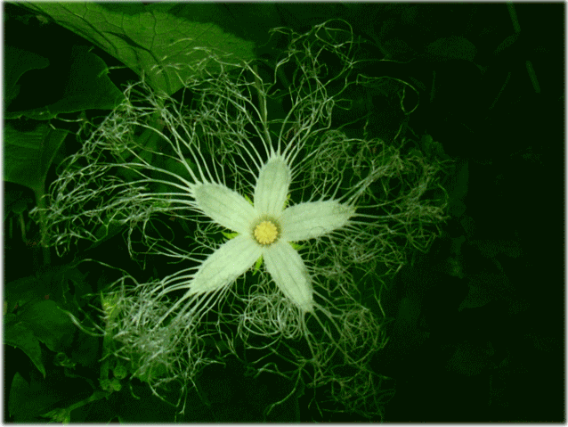 カラスウリ(烏瓜　からすうり)　白い花