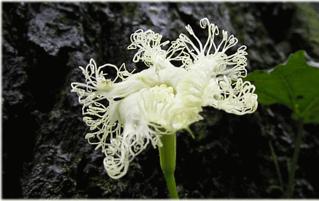 キカラスウリ（黄烏瓜　きからすうり）　白い花