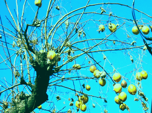 黄色い実　　キカラスウリ(黄烏瓜　きからすうり)　梅の枝