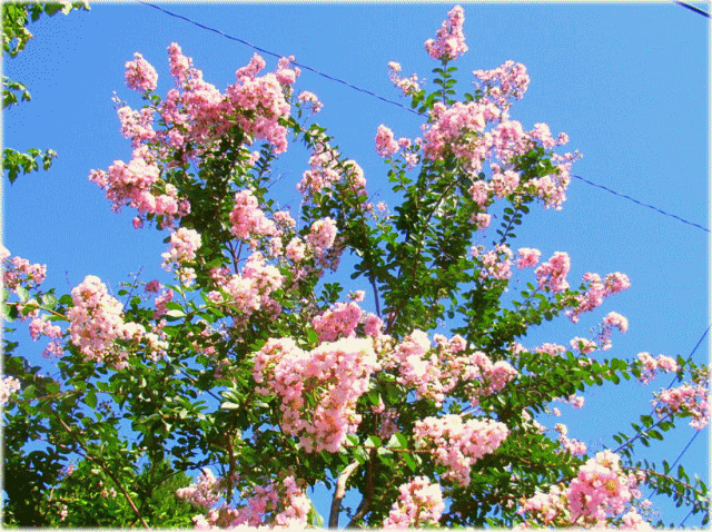サルスベリ(百日紅 さるすべり)　ピンクの花