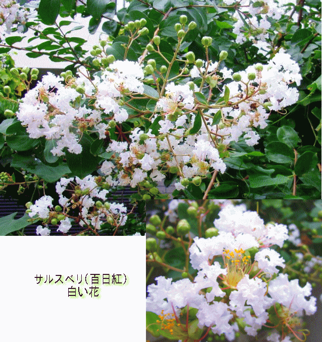 サルスベリ(百日紅 さるすべり)　白い花