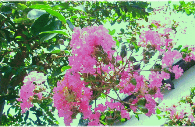 サルスベリ(百日紅 さるすべり)　濃いピンクの花