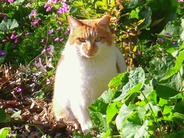 緑の草に囲まれた、陽だまりのネコ（猫)