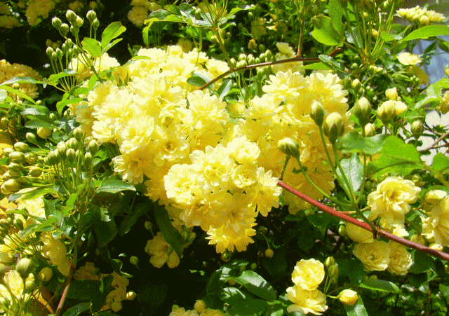 モッコウバラ（木香茨､木香薔薇 もっこうばら)　黄色