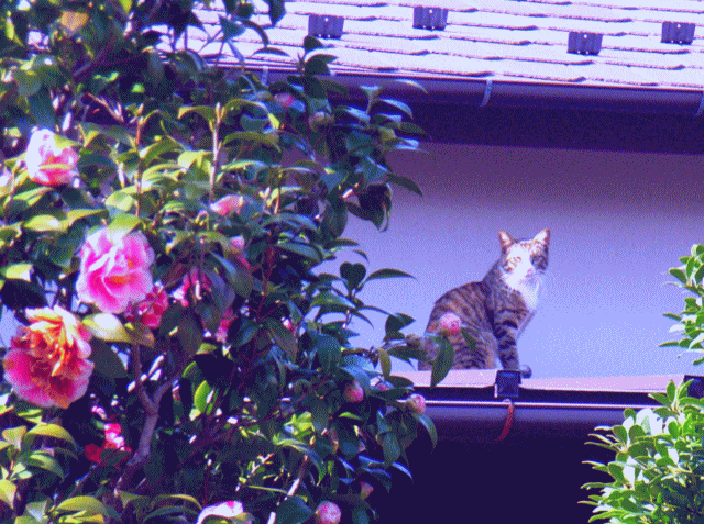 屋根の上の桃色椿猫(ももいろつばきねこ)
