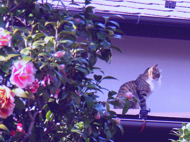屋根の上の桃色椿猫(ももいろつばきねこ) 横向きお座り
