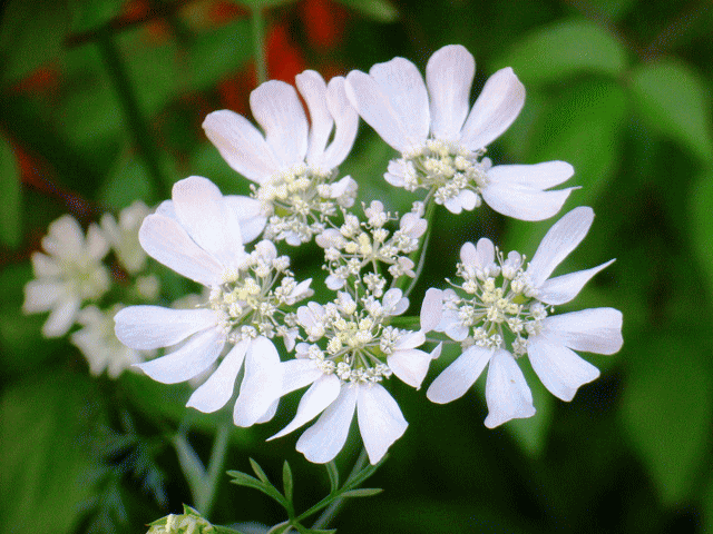 オルレア（オルラヤ）ホワイトレース 白い花