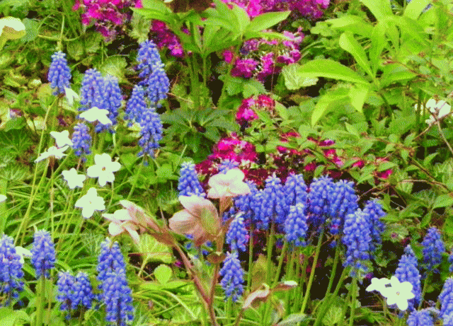 青紫のムスカリと５月の花の寄せ植え