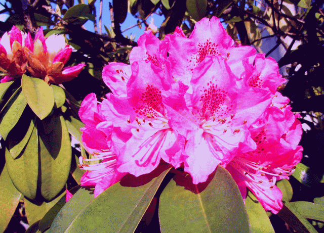 シャクナゲ （石楠花､石南花）の開花
