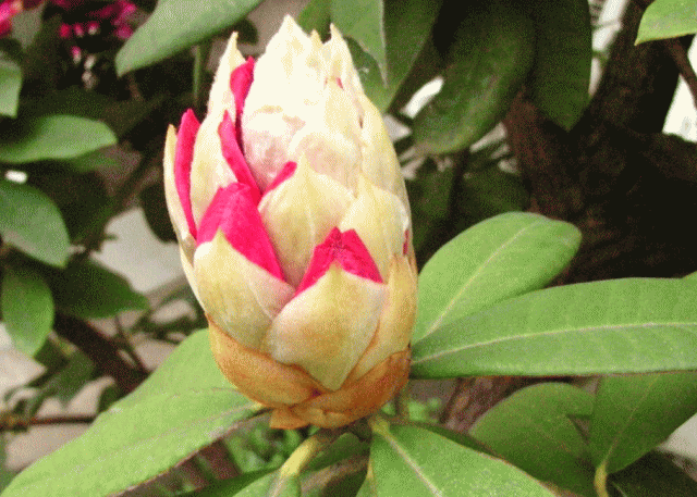 「一点集中」のシャクナゲ （石楠花､石南花）のつぼみ