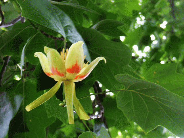ユリノキ（百合の樹）の花。 英名はチューリップの木