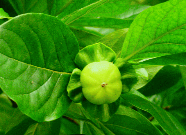 青いカキ(柿 かき)の果実　“あぶちゃん”のような葉