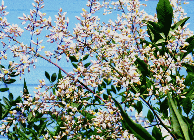 青空に咲く、〔難を転じる、ナンテン(南天 なんてん)〕の白い花
