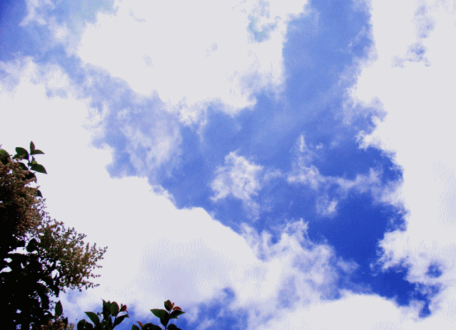 青空に巻きはじめた白い雲。　左はネズミモチの白い花