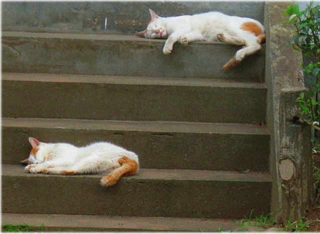 夢想類「階段の上下で昼寝する猫２匹」1