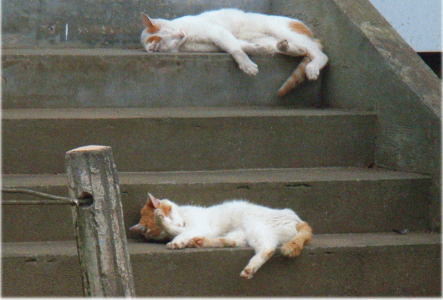 「階段上下の夢想類・ねこ猫」　3