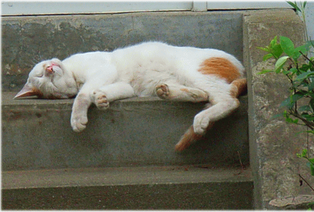 「階段上下の夢想類・ねこ猫」2