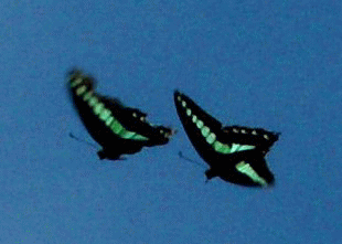 アオスジアゲハ(青筋揚羽 あおすじあげは)　蝶