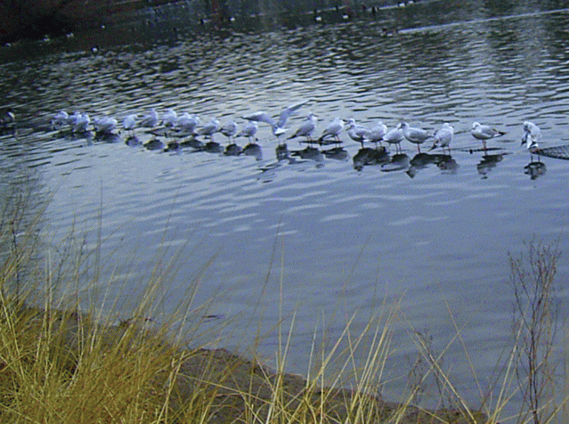 池に一列に並ぶ、ユリカモメ(百合鴎　ゆりかもめ)