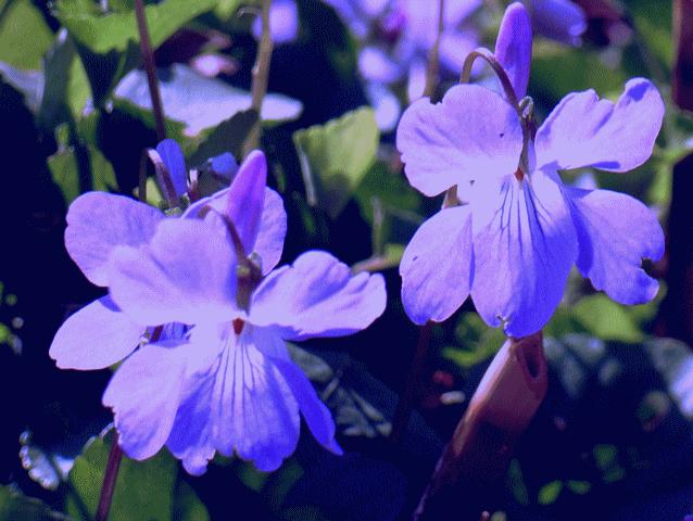 薄紫のスミレ（菫）花の拡大