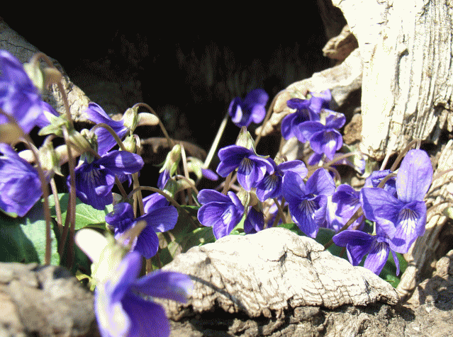 木の洞穴に群生するスミレ（菫）花の拡大 …3