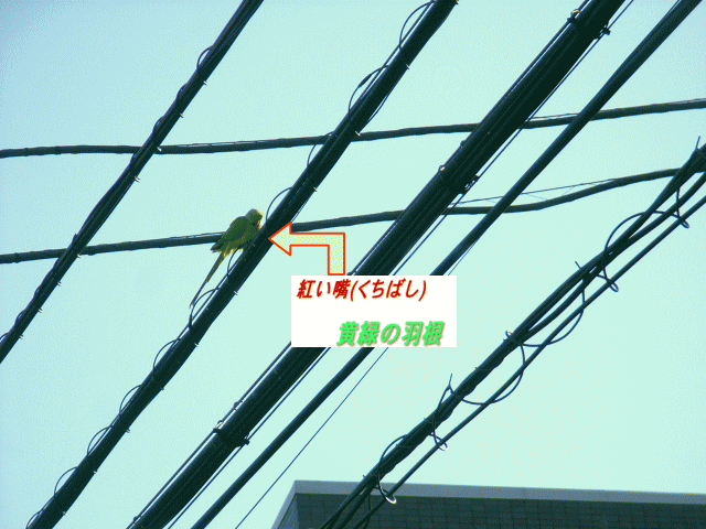 黄緑の鳥、嘴が紅い　　電線の上
