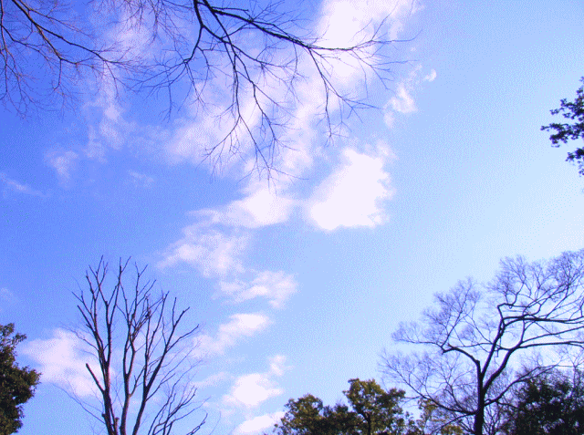 青空にかく、木の〔骨法(こっぽう)〕→樹液と《気》の流れ…2