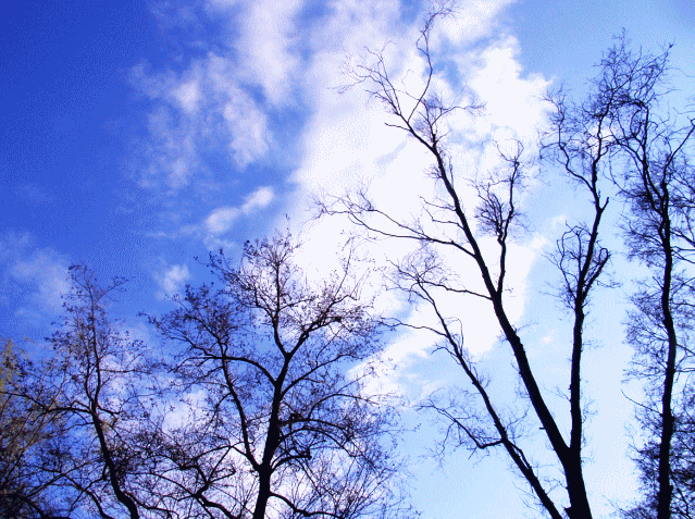 青空にかく、木の〔骨法(こっぽう)〕→樹液と《気》の流れ…3