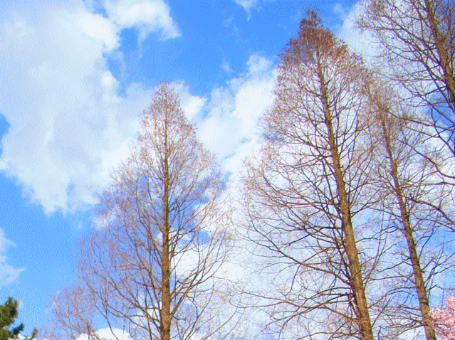 青空にかく、木の〔骨法〕→樹液と《気》の流れ…5