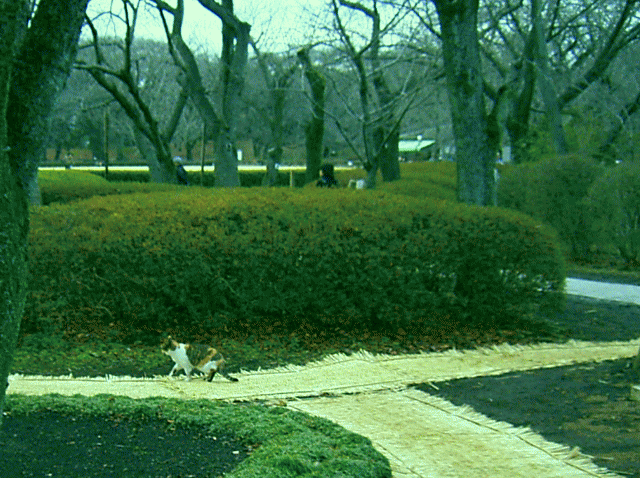 公園内を散歩する、三毛猫 １，