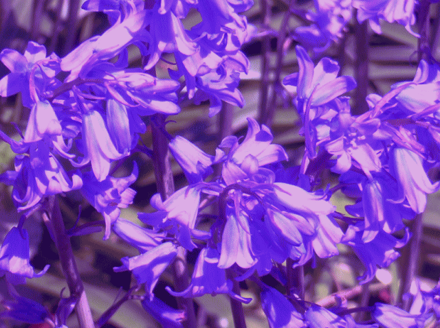 紫の花>ツリガネズイセン（釣鐘水仙）