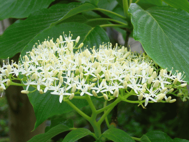 白い花 　小花の集まりミズキ(水木　みずき)　拡大