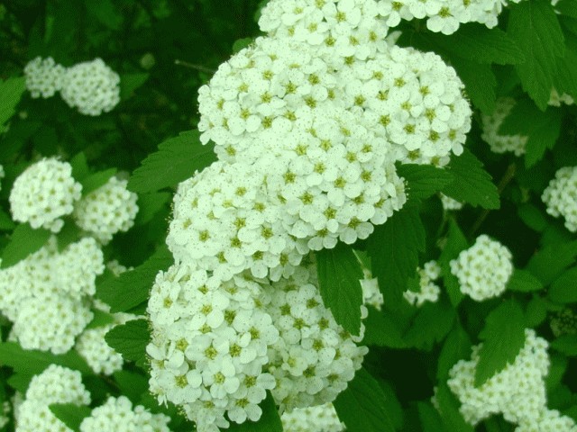 白い花  オオデマリ（大手鞠　おおでまり）