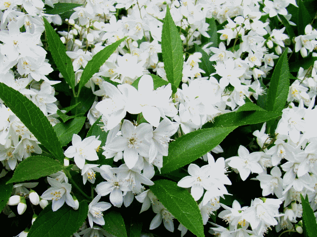 白い花　ウノハナ（卯の花）とも呼ばれるウツギ（空木）