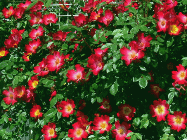  赤い花 バラ(薔薇 ばら) ワイルドローズ